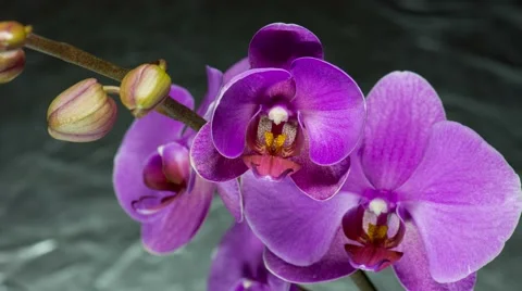 Blooming Orchid Stock Footage 63780530