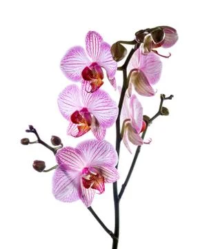 Blooming orchid isolated on white background Stock Photos