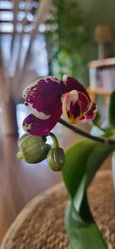 Blooming orchid Stock Photos