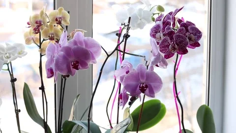 Blooming orchids of different varieties in pots on the windowsill. Horizontal Stock Footage 144499748