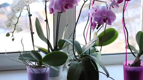 Blooming orchids of different varieties in pots on the windowsill. Vertical Stock Footage 144499782