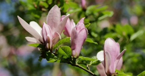 Blooming orchids on early spring Stock Footage 89445226