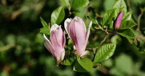 Blooming orchids on early spring Stock-Footage 89445422