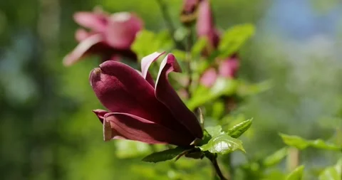 Blooming orchids on early spring Stock Footage 89445561