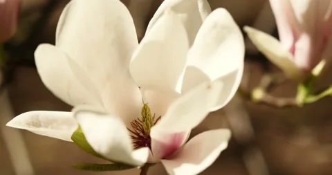 Blooming orchids on early spring Stock Footage 89449958