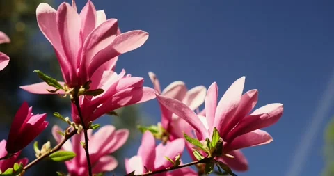 Blooming orchids on early spring Stock Footage 89450261