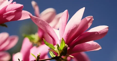 Blooming orchids on early spring Stock-Footage 89450386