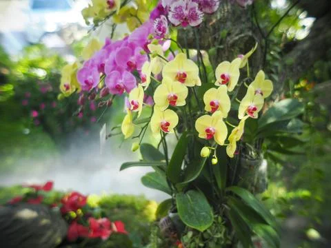Blooming Orchids in the Garden Stock-Fotos