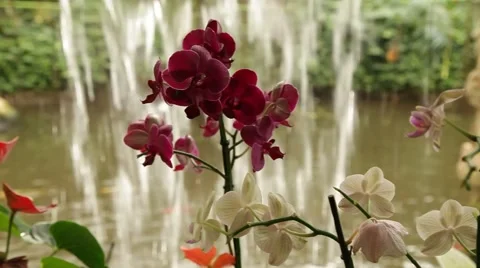 Blooming orchids in the park on a background of a waterfall Stock Footage 43635546