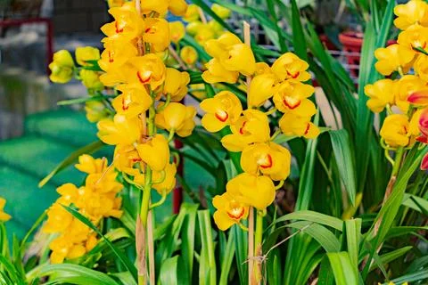 Blooming orchids. Foto stock