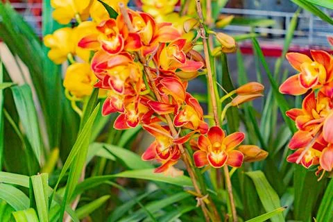 Blooming orchids. Foto stock