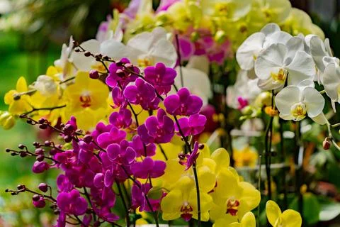 Blooming orchids. Stock Photos