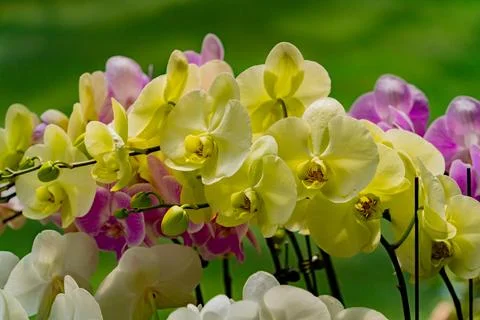 Blooming orchids. Photos