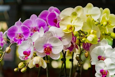 Blooming orchids. 스톡 사진
