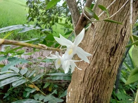 Blooming orchids Foto stock