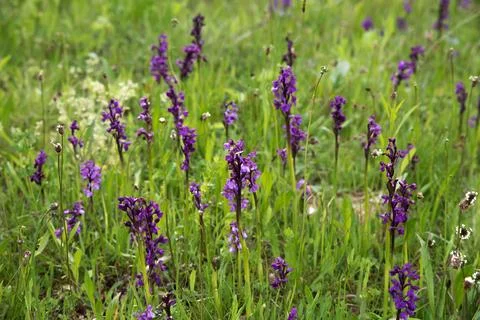 Blooming orchis in the meadow. Stock Photos