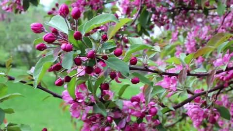Blooming of an ornamental apple tree in spring. Stock Footage 171067450
