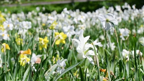 Blooming outdoor  during perfect spring day Stock Footage 258474561