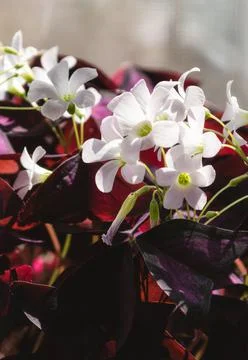 Blooming oxalis triangularis flower. white flowers, purple leaves. Foto stock