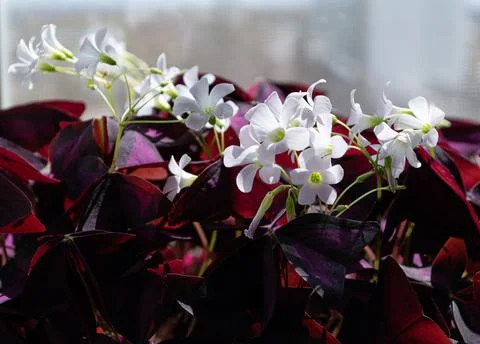 Blooming oxalis triangularis flower. white flowers, purple leaves. Stock Photos