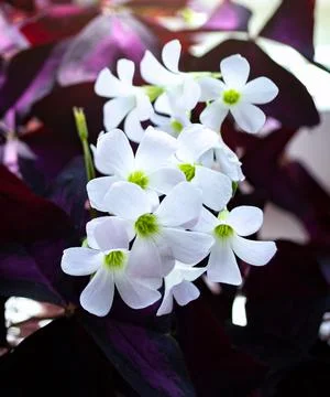 Blooming oxalis triangularis flower. white flowers, purple leaves. Stock Photos