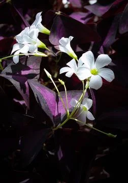 Blooming oxalis triangularis flower. white flowers, purple leaves. Stock Photos