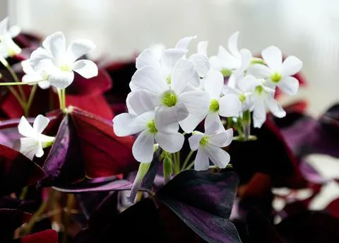 Blooming oxalis triangularis flower. white flowers, purple leaves. Stock Photos