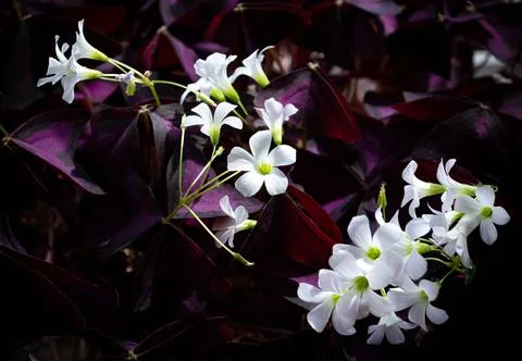 Blooming oxalis triangularis flower. white flowers, purple leaves. Stock Photos
