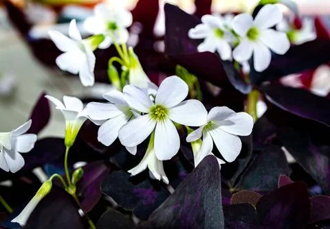 Blooming oxalis triangularis flower. white flowers, purple leaves. Stock Photos