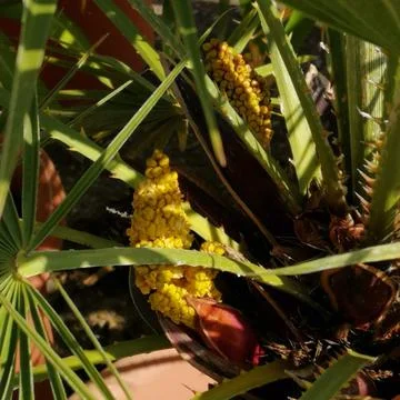 Blooming  PALM-TREE Stock Photos