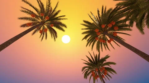 Blooming palm trees bottom view and sun Stock Footage 193731542