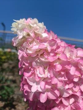 Blooming Panicle Hydrangea Flower Against Blue Sky Stock Photos