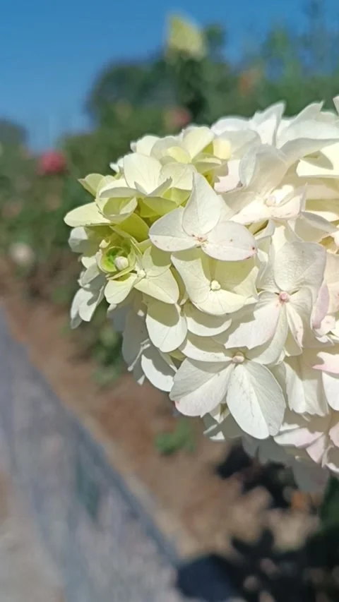 Blooming Panicle Hydrangea Flower Vídeos de archivo 345946983