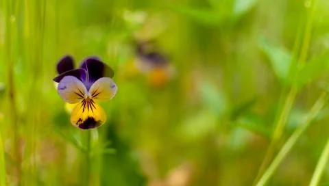 Blooming Pansy. Фото