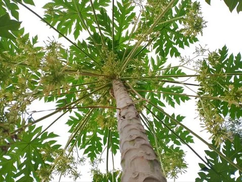 Blooming Papaya Tree Low Angle View. Fotos Stock