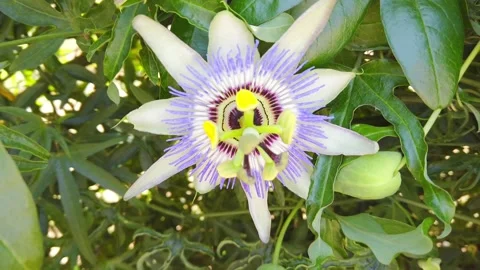 Blooming pasiflora, green stems and leaves. exotic passiflora flower close-up. Stock Footage 132525059