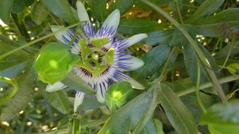 Blooming pasiflora, green stems and leaves. exotic passiflora flower close-up. Stock Footage 132525400