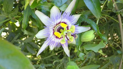Blooming pasiflora, green stems and leaves. exotic passiflora flower close-up. Stock Footage 132525406