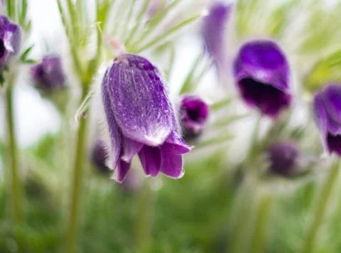 Blooming pasque flowers Stock Photos