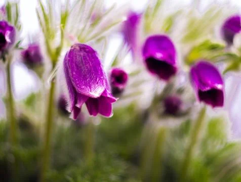 Blooming pasque flowers Stock Photos