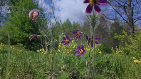 Blooming pasqueflower on meadow at spring time Stock Footage 272328512