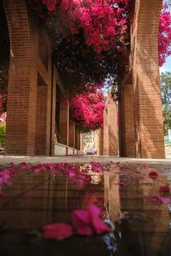 Blooming Pathway Stock Photos