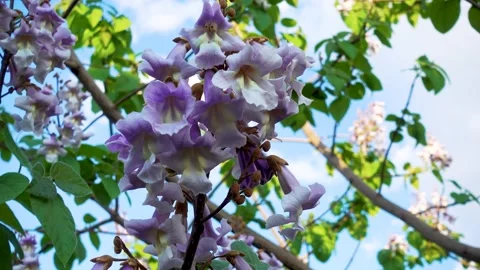 Blooming paulownia tree close-up in spring park. Stock Footage 243497504