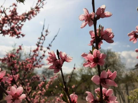 Blooming Peach Blossoms in Spring Under Clear Blue Sky Stock Photos