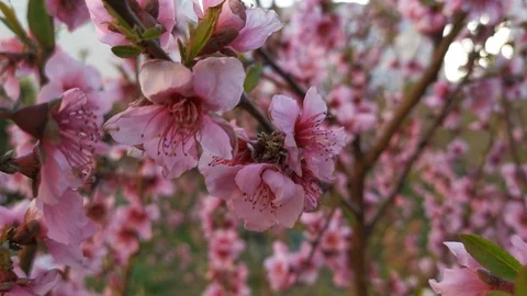 Blooming peach branch close-up Stock-Footage 129875001