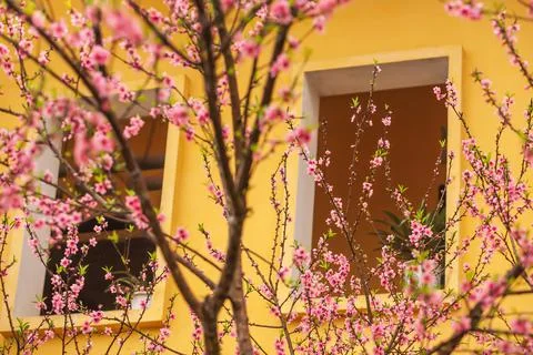 Blooming Peach cherry trees next to ancient window. Stock Photos