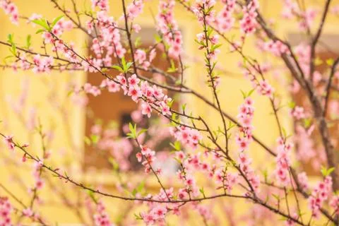 Blooming Peach cherry trees with yellow colonial window background. Pink flow Stock Photos