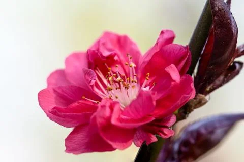Blooming peach flower Foto stock