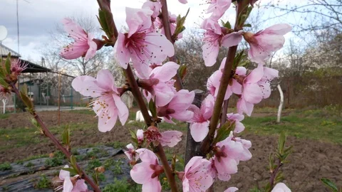 Blooming peach Stock Footage 129166822
