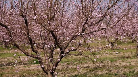 Blooming peach garden. Camera movement Video stock 88730573